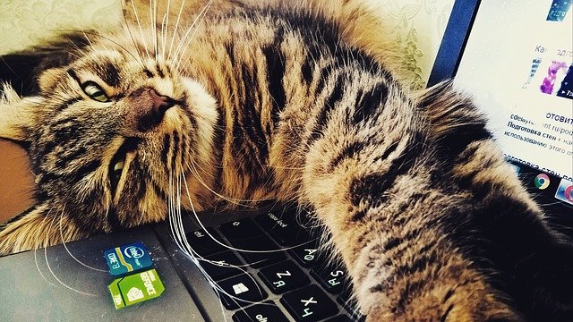 Cat laying on laptop for pet training