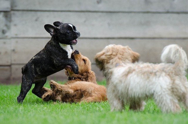 Three young puppies playing together at the dog park