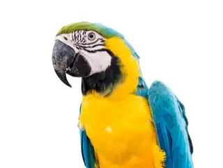 Blue and gold macaw on white background