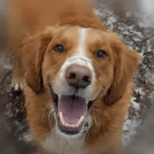 Finn the Labrador mix loves training! Reddish gold dog with white stripe and mouth open standing in mud and snow